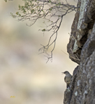 Rock Wren 4879